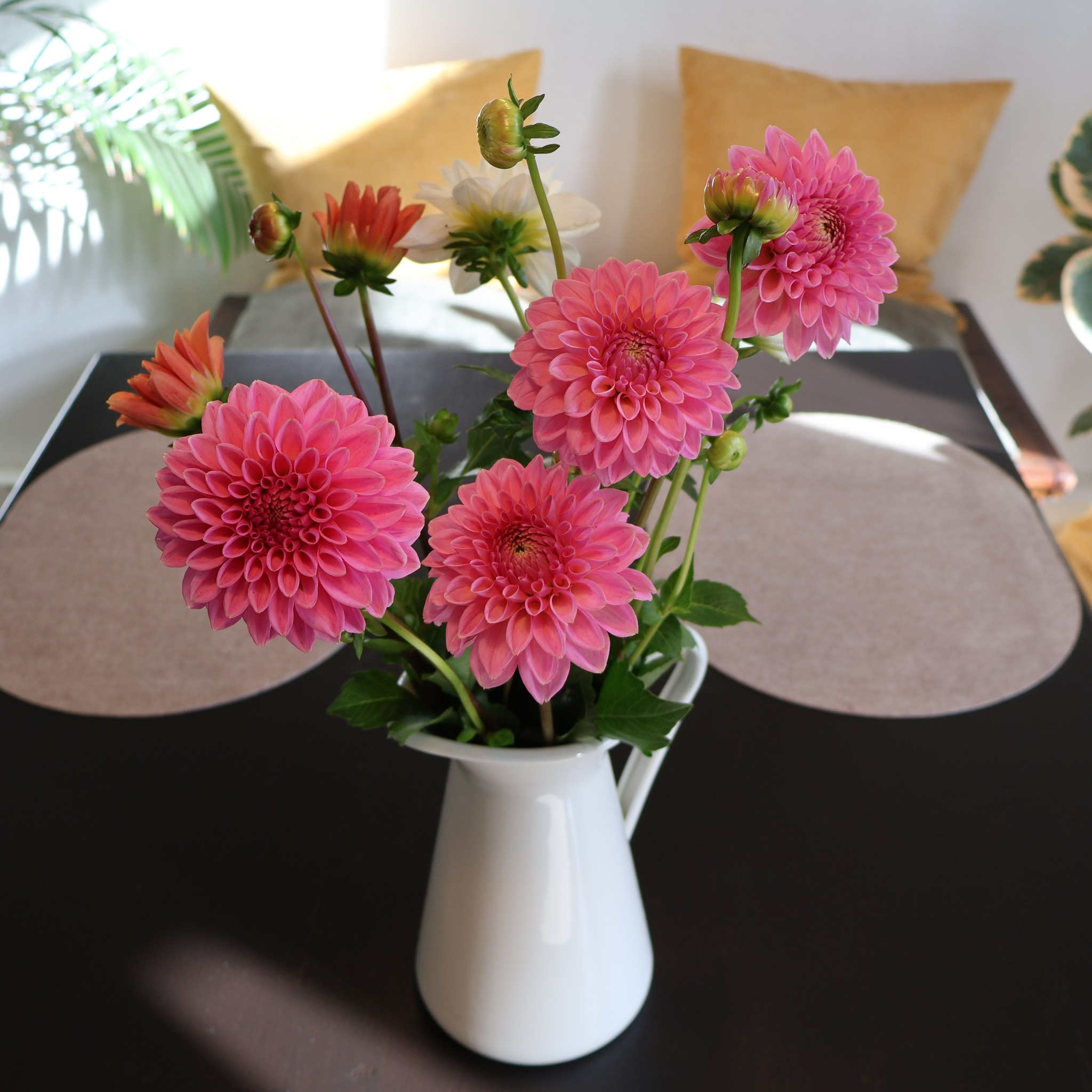 Rosa Dahlien in einer weißen Vase auf einem dunklen Tisch